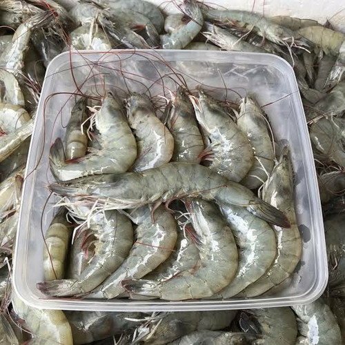 Udang_0
