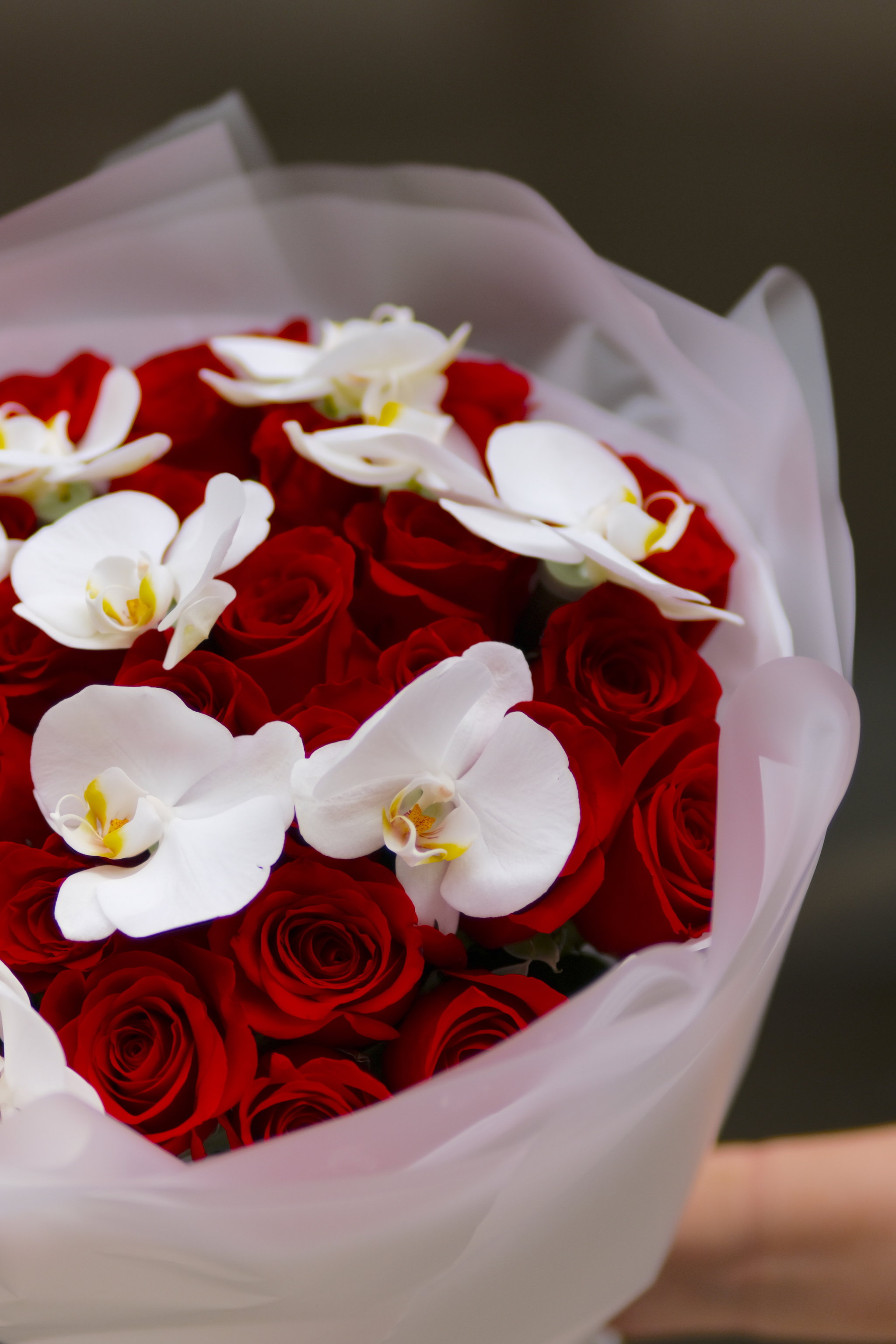 Red Orchid_2