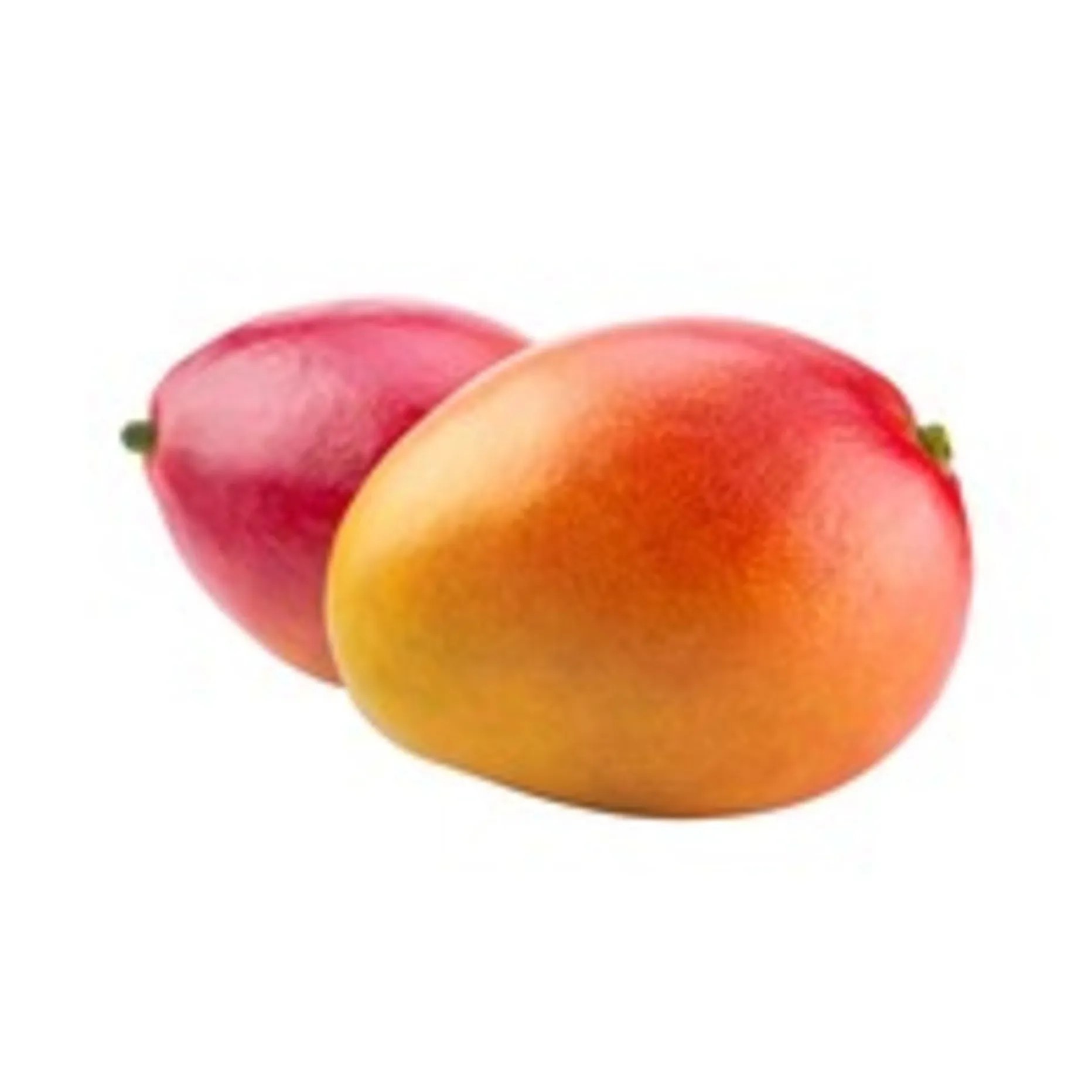 Mango South Africa_0