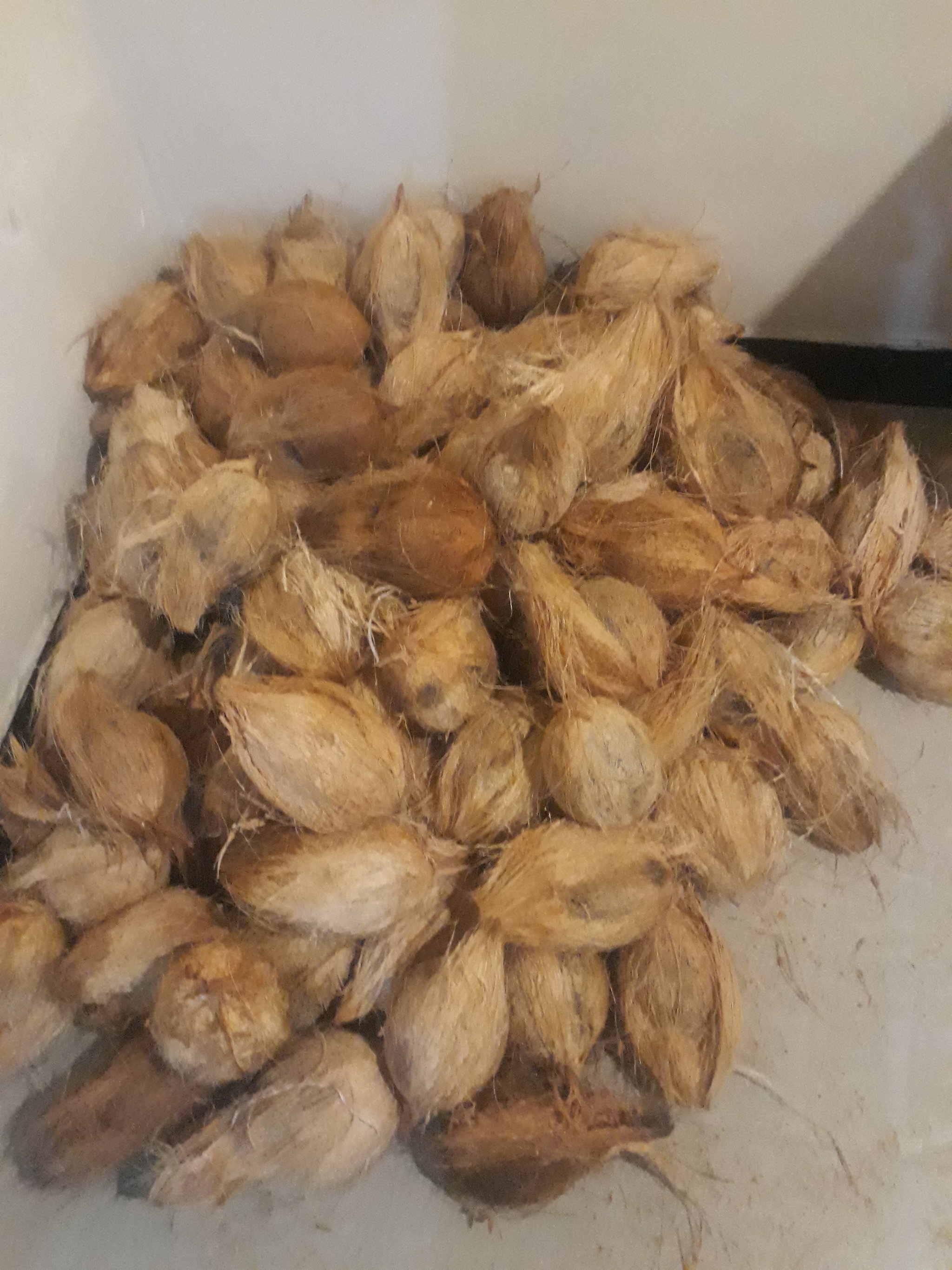 Coconut_1