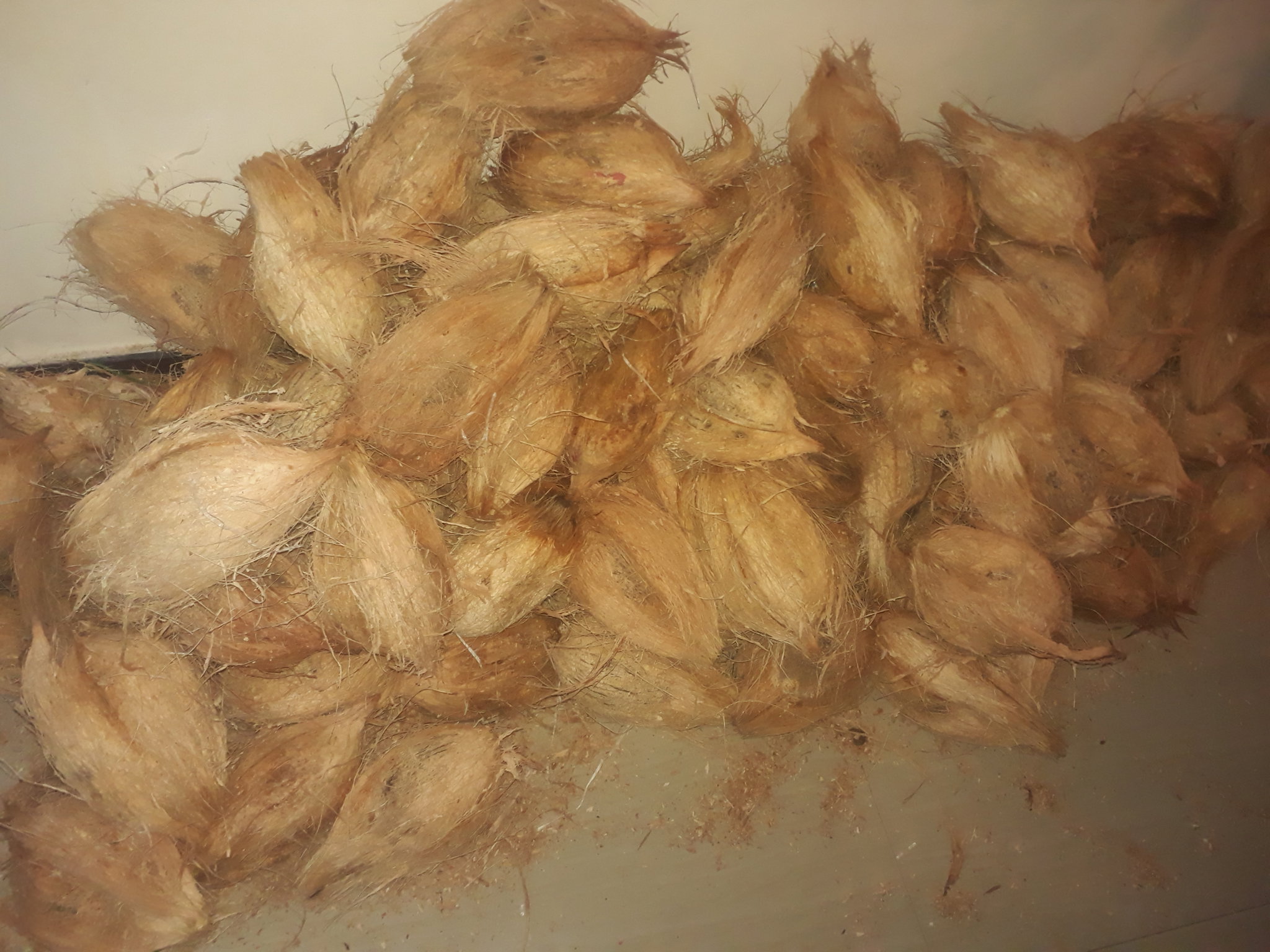 Coconut_2