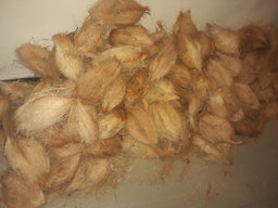 Coconut