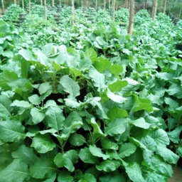 Build An African Vertical Vegetable Garden 