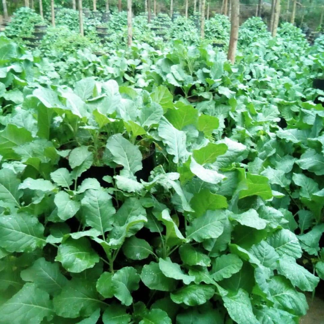 Build An African Vertical Vegetable Garden _5