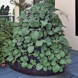 Build An African Vertical Vegetable Garden 