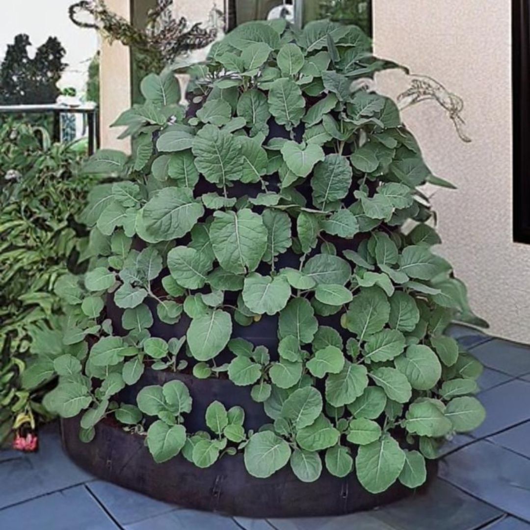 Build An African Vertical Vegetable Garden _3