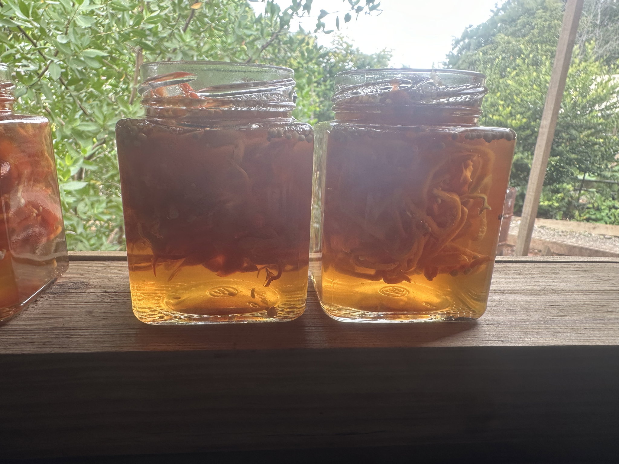 Picked Habaneros _0