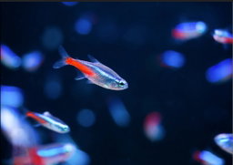 Neon Tetra (Medium)