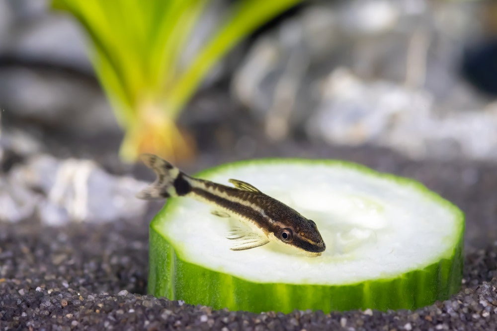 Otocinclus (Small)