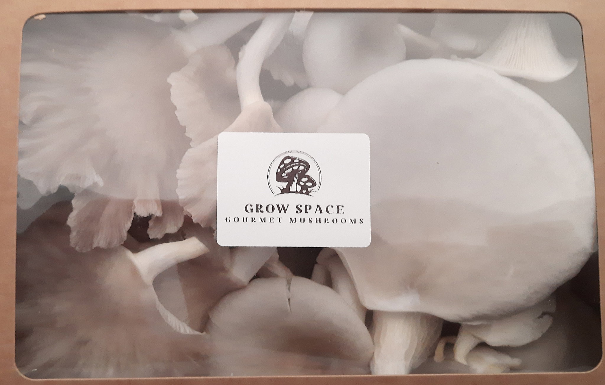 Mixed Box - Italian/Florida Oysters (Most Popular)_0