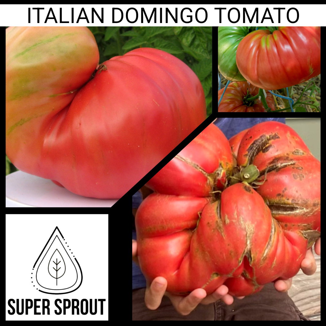 DOMINGO GIANT TOMATO x 10 seeds_6