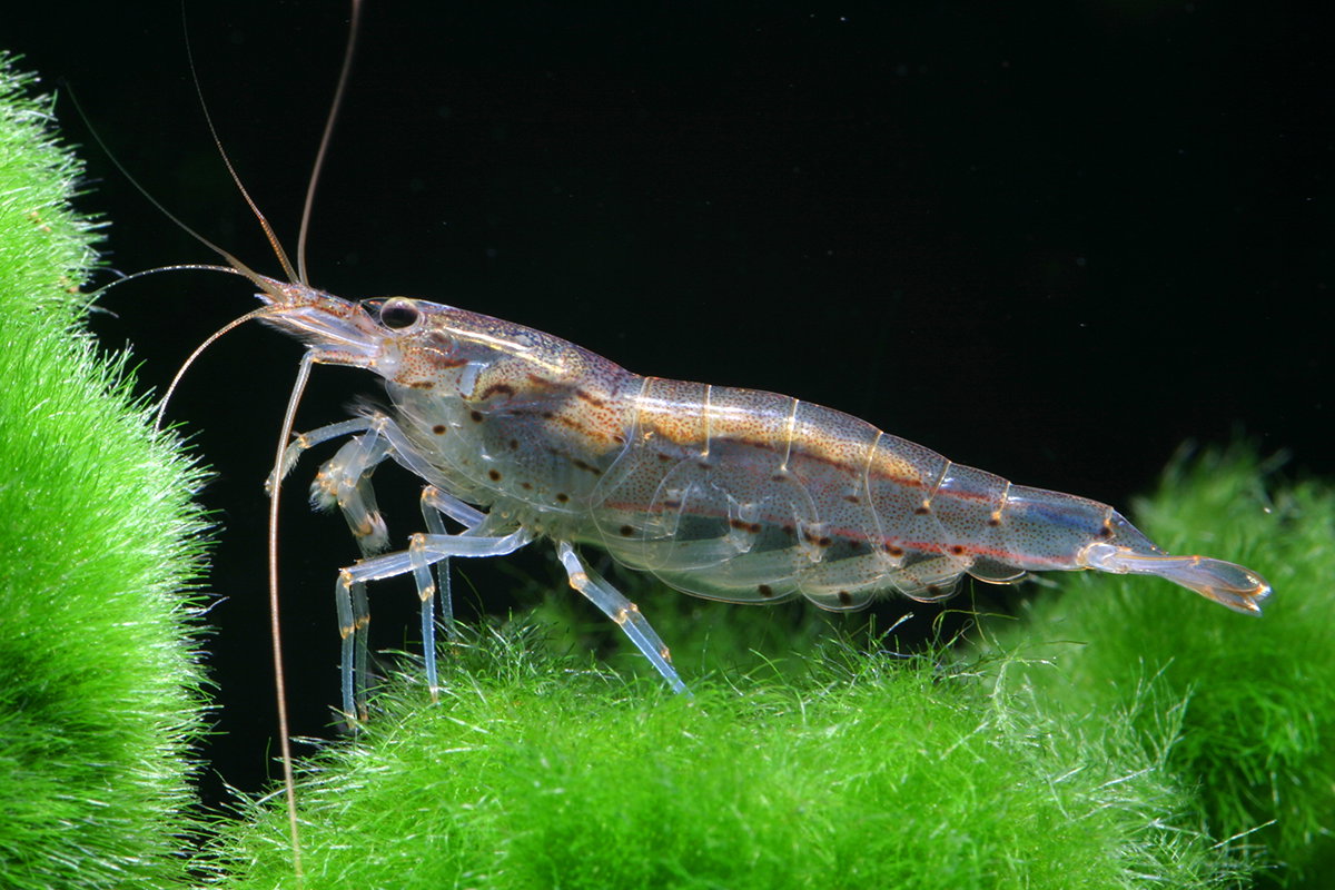 Amano Shrimp_0