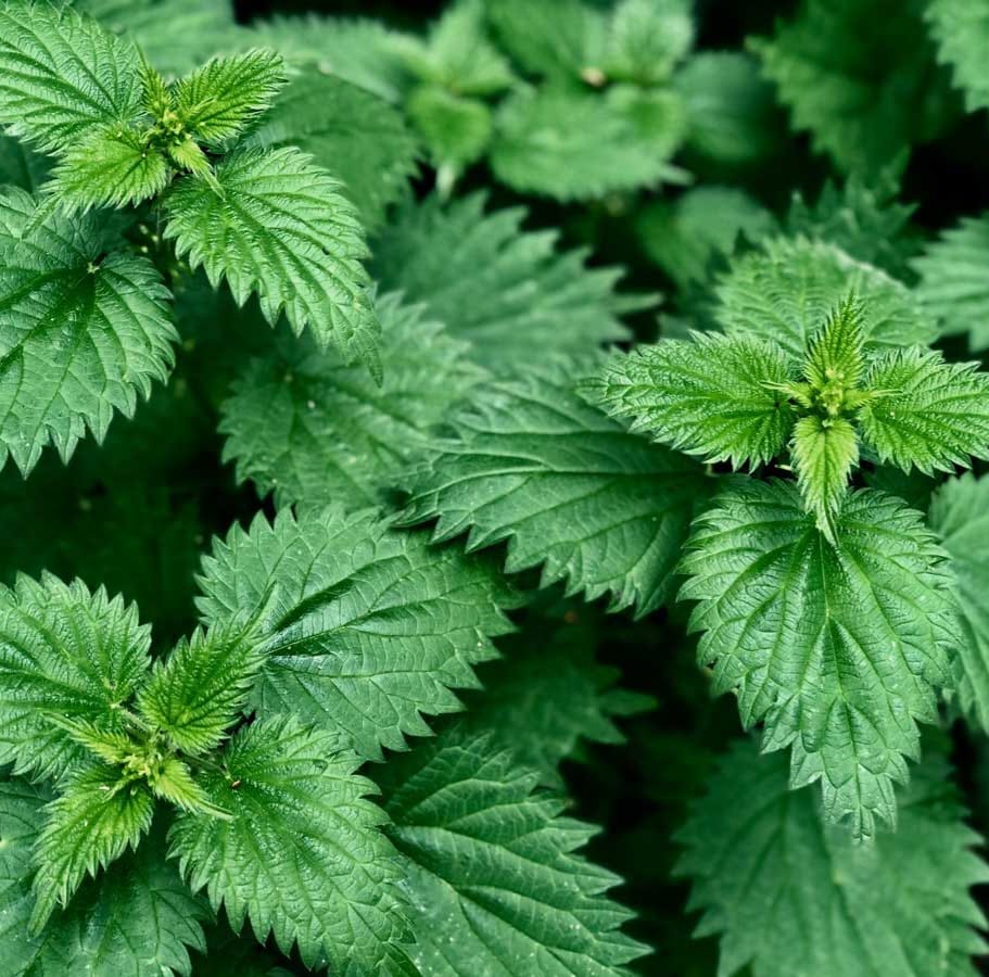Brandnetel / Stinging nettle