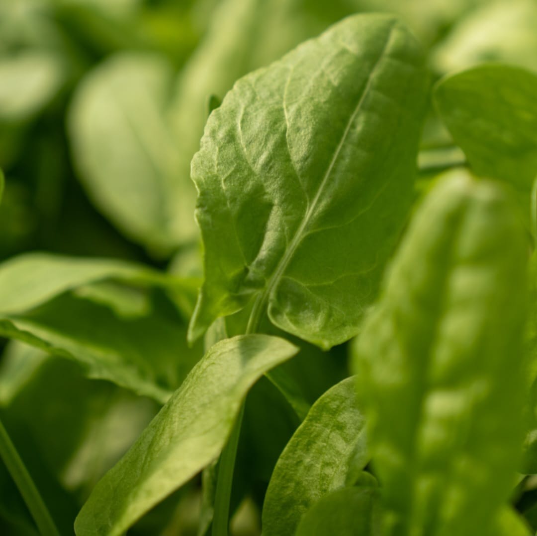 Veldzuring / Field sorrel_0
