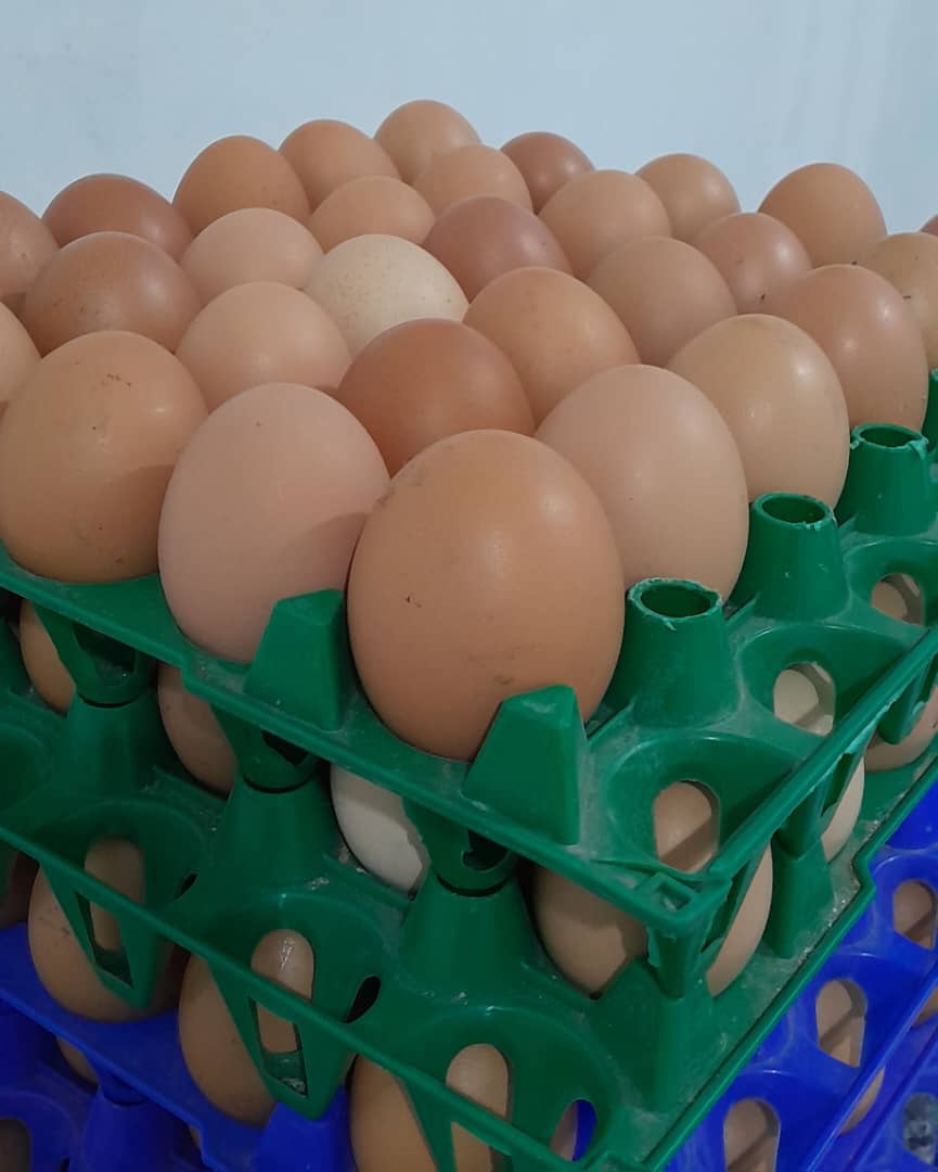 Normal Eggz/Mayai Kisasa Makubwa_2
