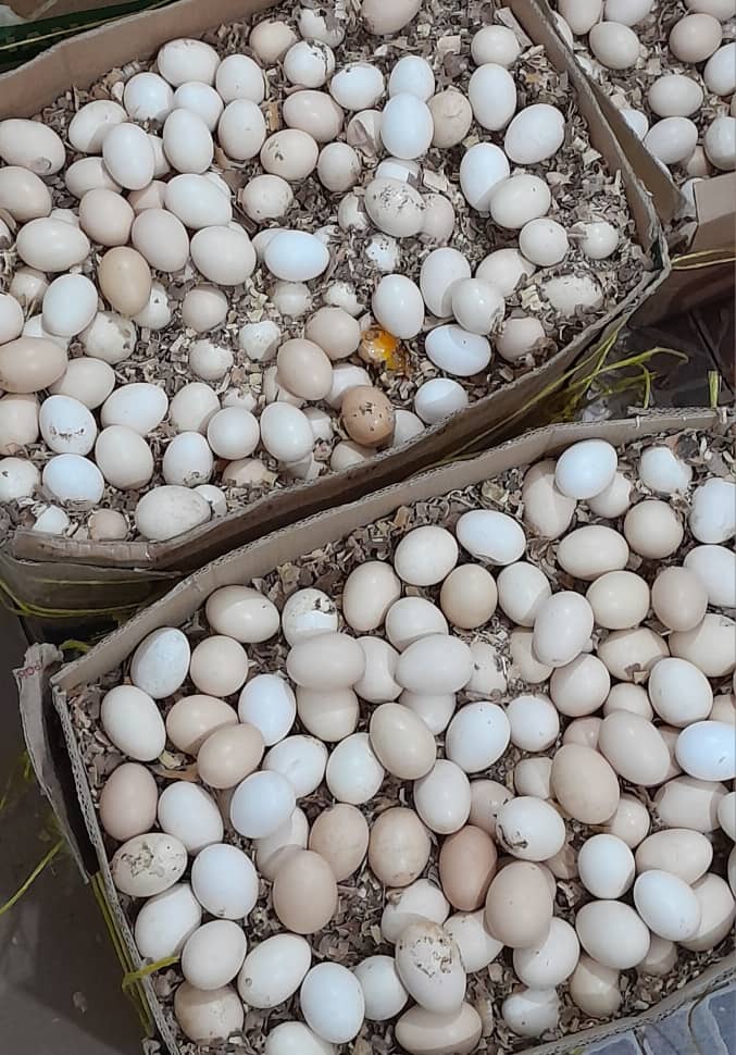 Local Eggz/Mayai Kienyeji_1