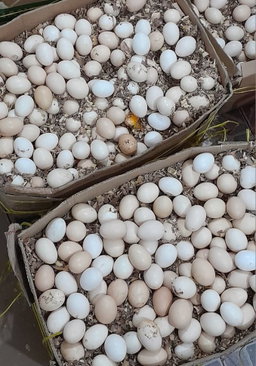 Local Eggz/Mayai Kienyeji