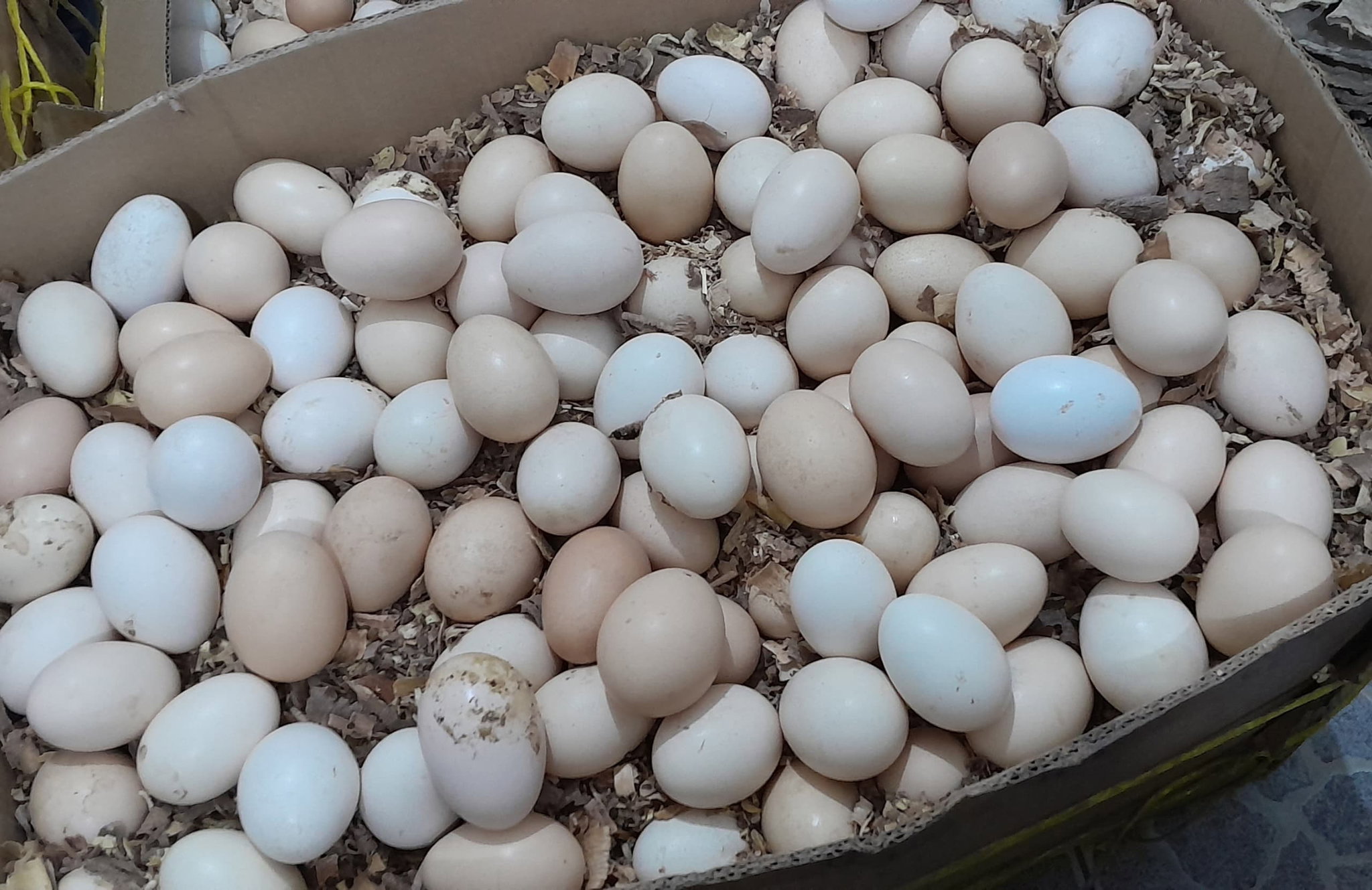 Local Eggz/Mayai Kienyeji_3