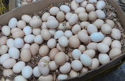 Local Eggz/Mayai Kienyeji