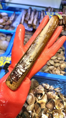 (‼️大Size)紐西蘭活聖子🐚(2隻)