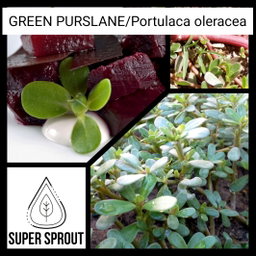 🌿PURSLANE🌿 x 100 seeds