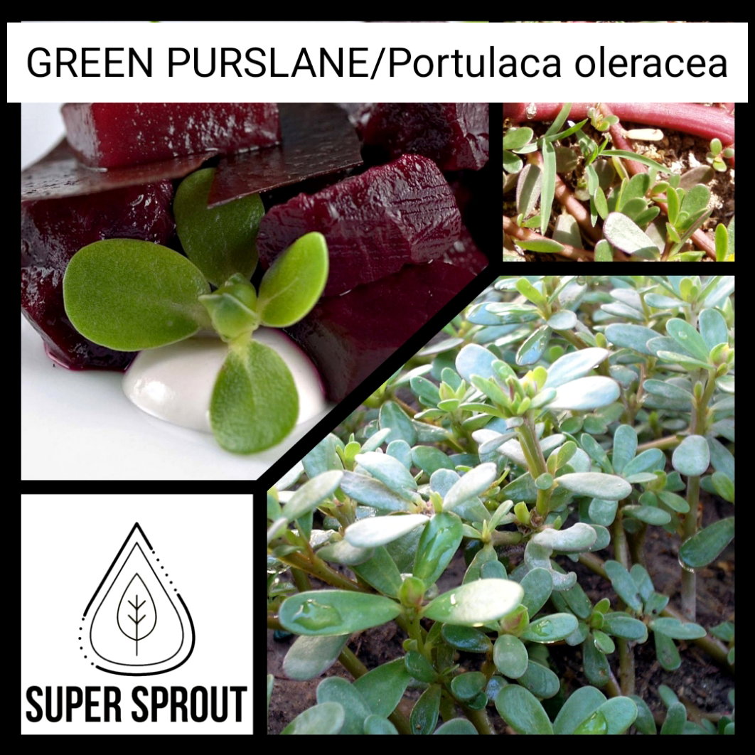 🌿PURSLANE🌿 x 100 seeds_3