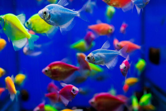 GMO Widow Tetra (Random Colour) XL