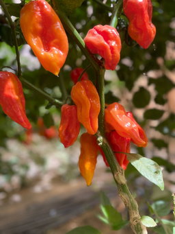 RECOLTE DU JOUR : PIMENT