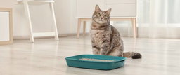 Cat Litter