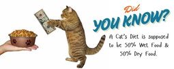 Wet Food for Cats