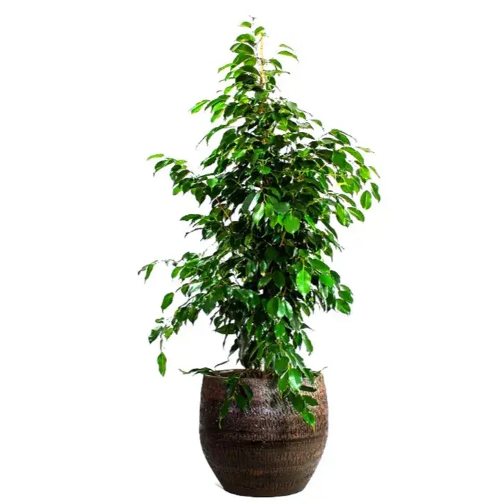 Ficus Benjamina_0