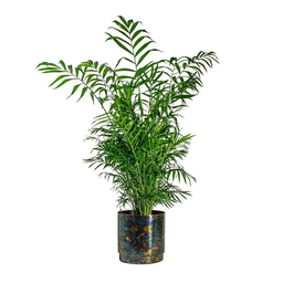 Chamaedorea Elegans (B)