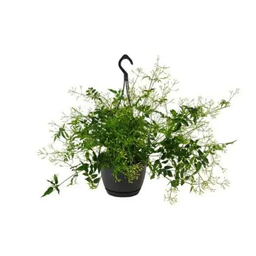 Jasminum Polyanthum Hanging