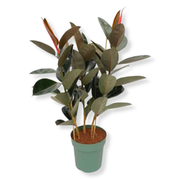 Ficus Elastica 'Abidjan' 3Pp