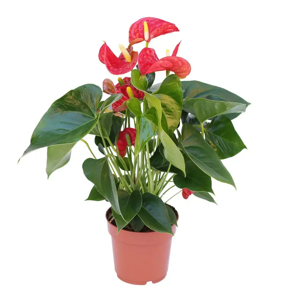 Anthurium Royal Red Big