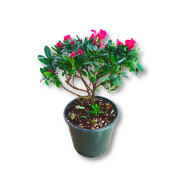  Rhododendron (Azalia) Pink