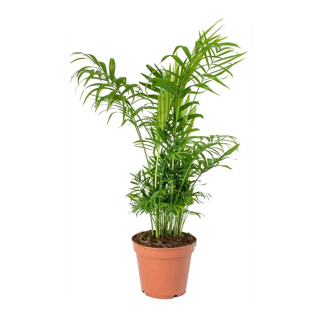 Chamaedorea Elegans (S)_0