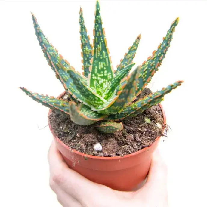 Aloe Zebrina Dannyz_0