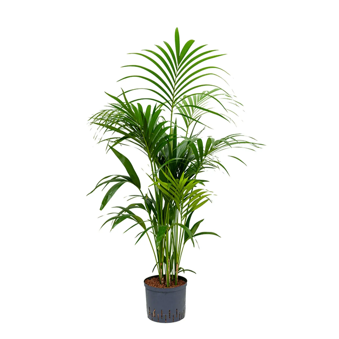 Howea Forsteriana- Kentia Palm