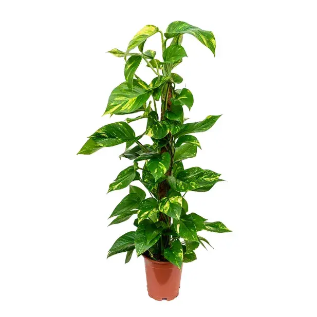 Money Plant Moss Stick (M)_0