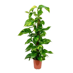Money Plant Moss Stick (M)