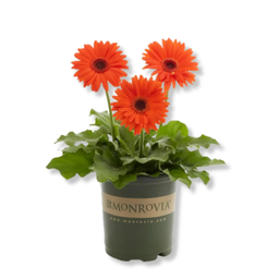 Gerbera Orange
