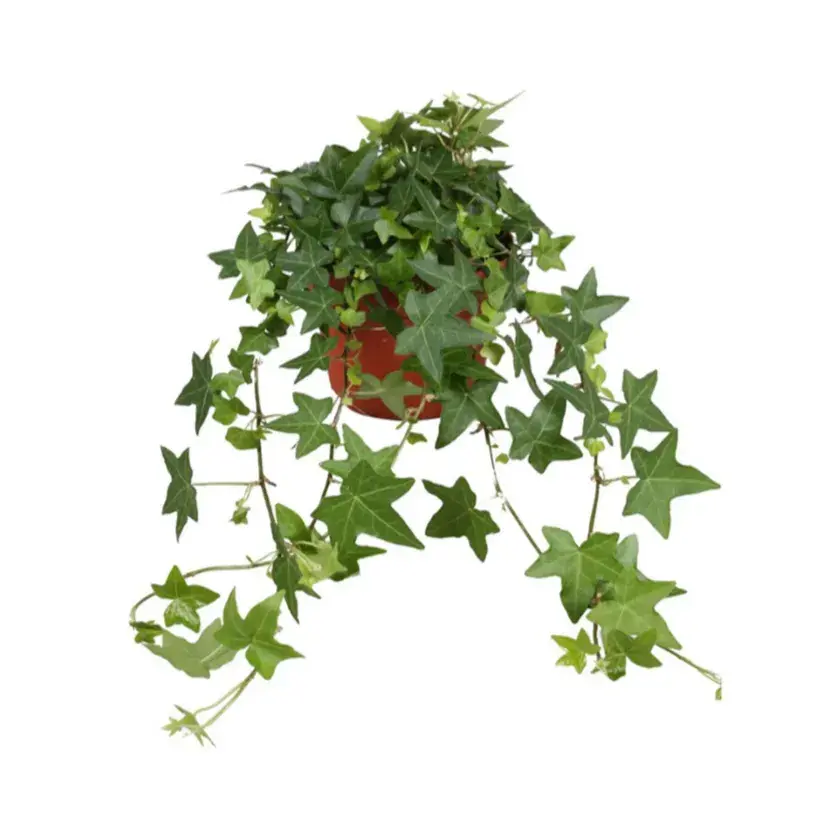 Hedera Helix Pittsburgh