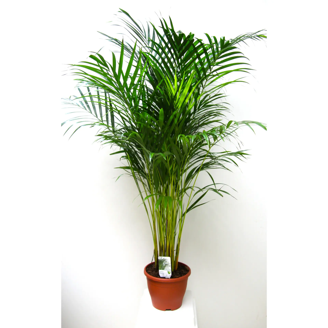 Dypsis Lutescens (Areca Palm)_0