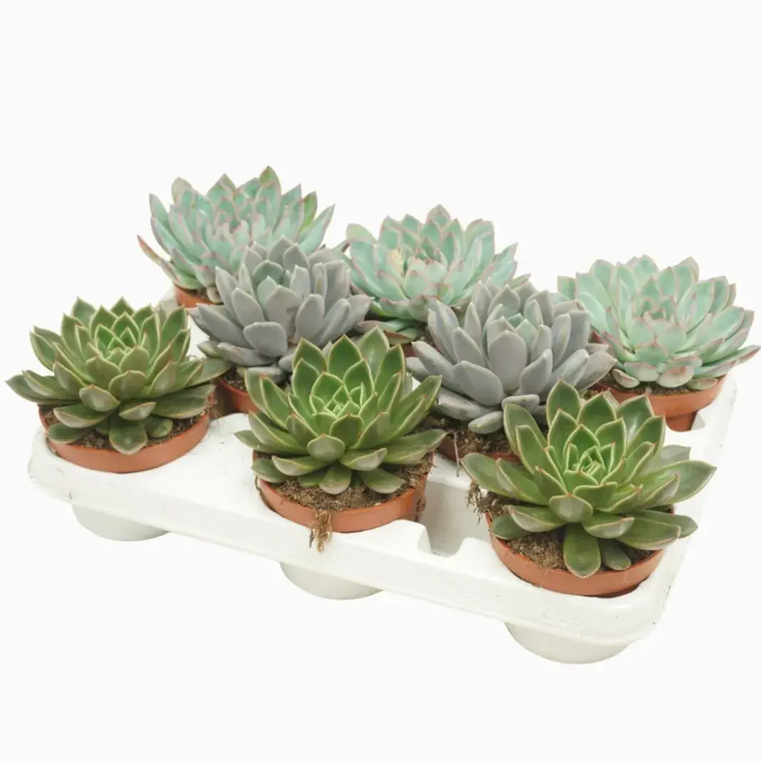 Echeveria Mix Variety 1 Piece_0