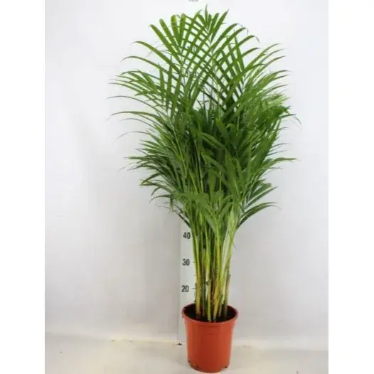 Dypsis Lutescens (Areca Palm)