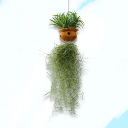 Air Plant
