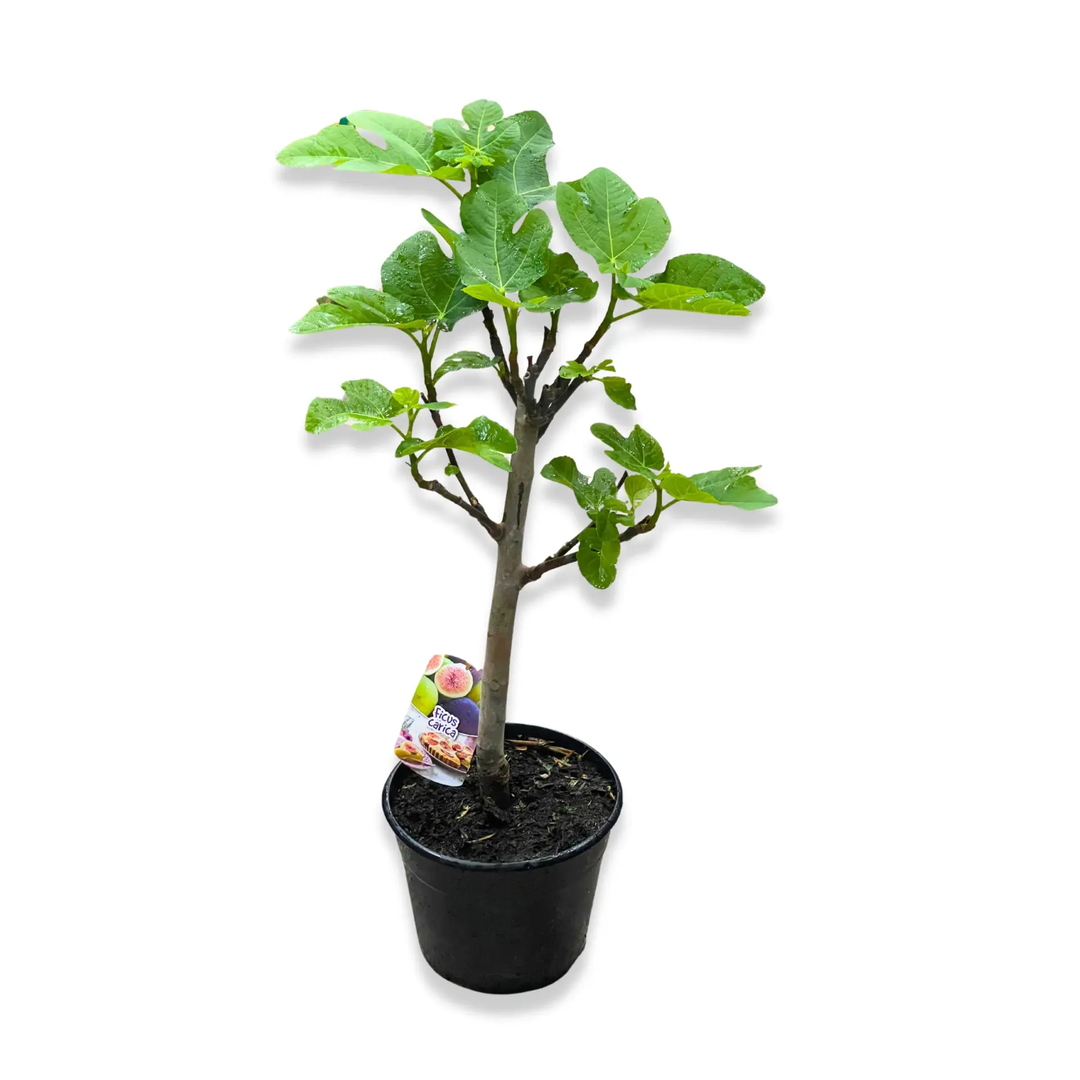 Fig (Teen Fruit) Tree