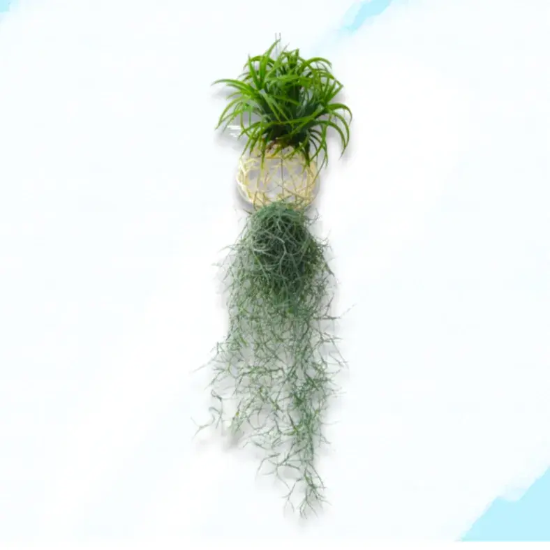 Air Plant