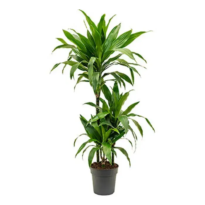 Dracaena Janet Craig_0